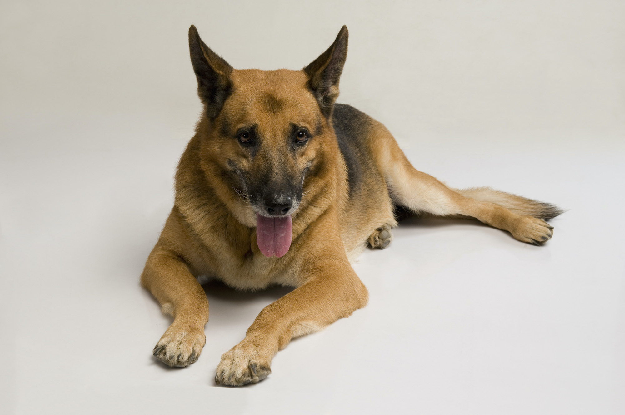 Close-up of a German Shepherd dog